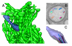 ETFIG 5